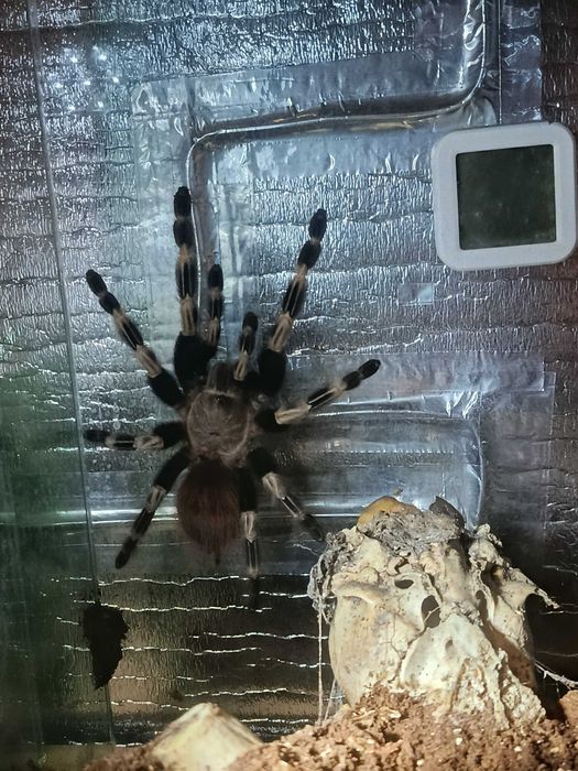 Vitalius (ex. Nhandu) chromatus - samica, ok. 5,5DC