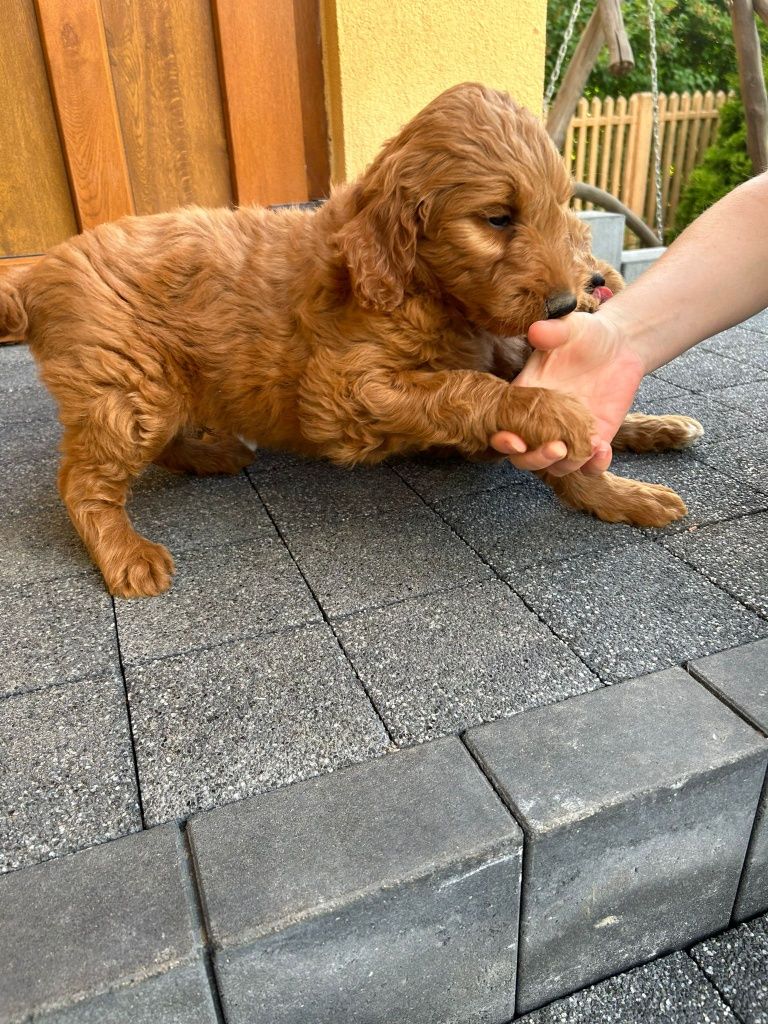 Szczeniak goldendoodle