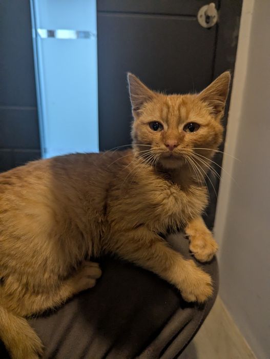 Руде Кошеня в добрі руки