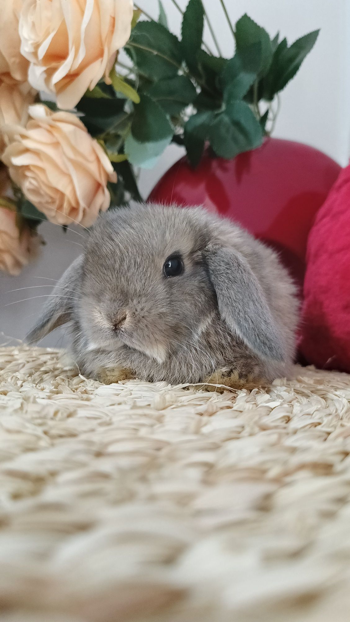 Mini lop króliki karzełek miniaturka baranek hodowla