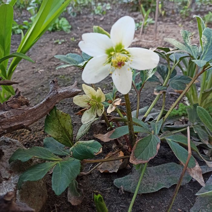 Саженцы морозника, цвет белый