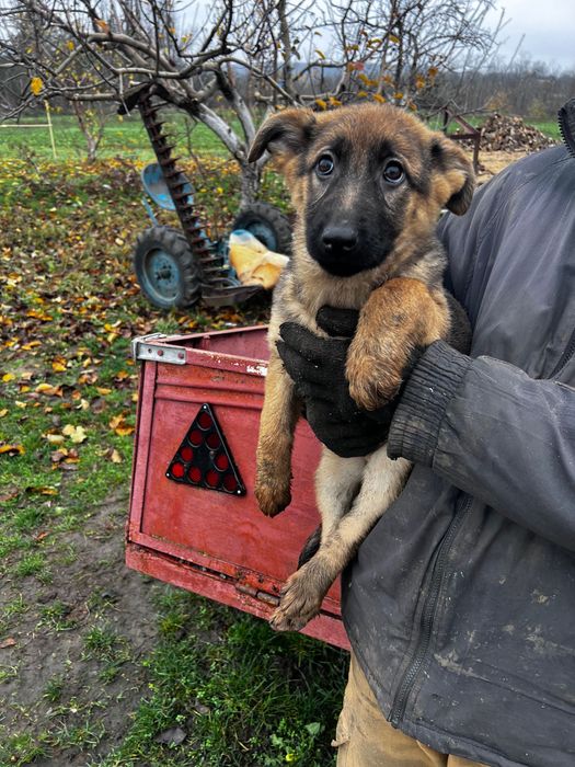 Цуценята Німещької вівчарки