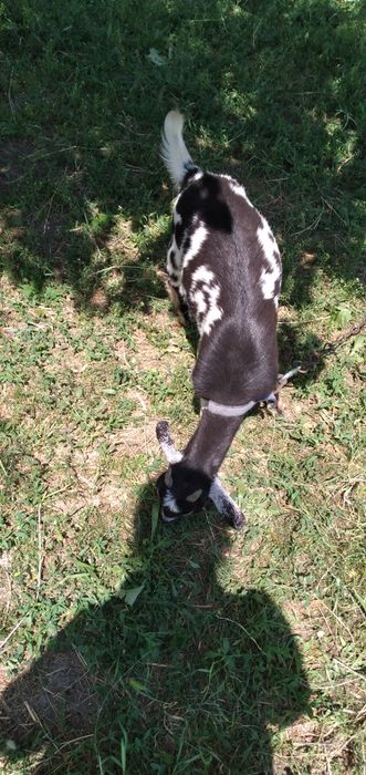 Молоді кізки і цапик шукають родини,кізки альпійка,заано-камерунка,цап