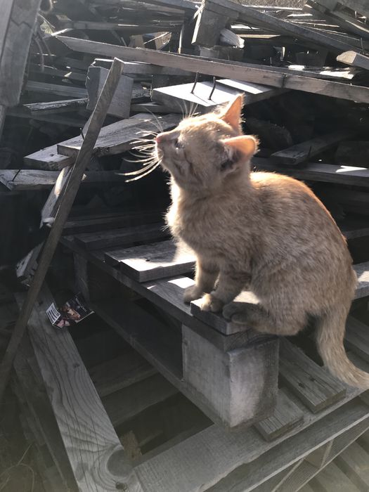 Гарні котята шукають новий дім. Дуже акуратні , ідять все. Три місяці.