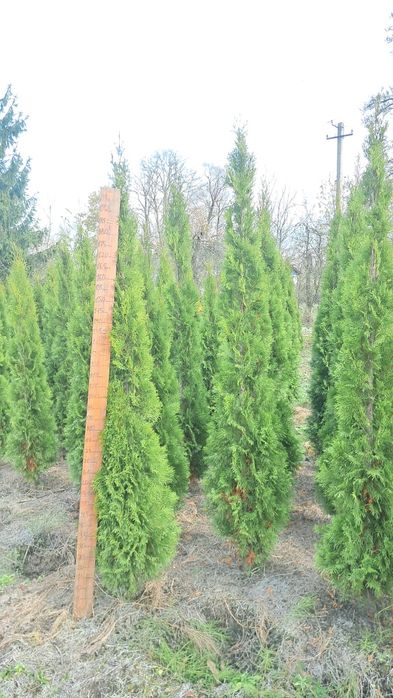 Туя Смарагд Західний