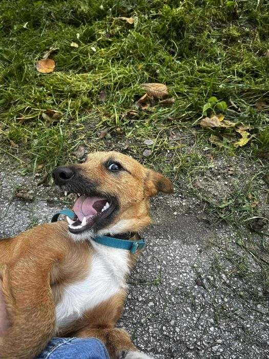 Rudi w typie jamnika.