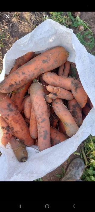 Marchew odpad dla zwierząt