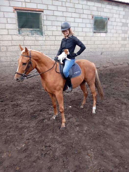 Młody, Grzeczny Wałach ze Złotym Blaskiem (157 cm)!