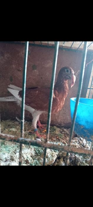 Rzeszowski Rzeszowskie