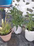 Plantas em vasos