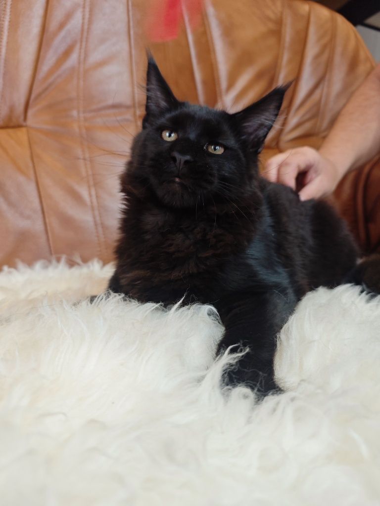 Ogromny kocur Maine Coon z legalnej hodowli FPL