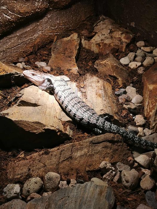 Scynk Olbrzymi (Tilikwa scynkowa)