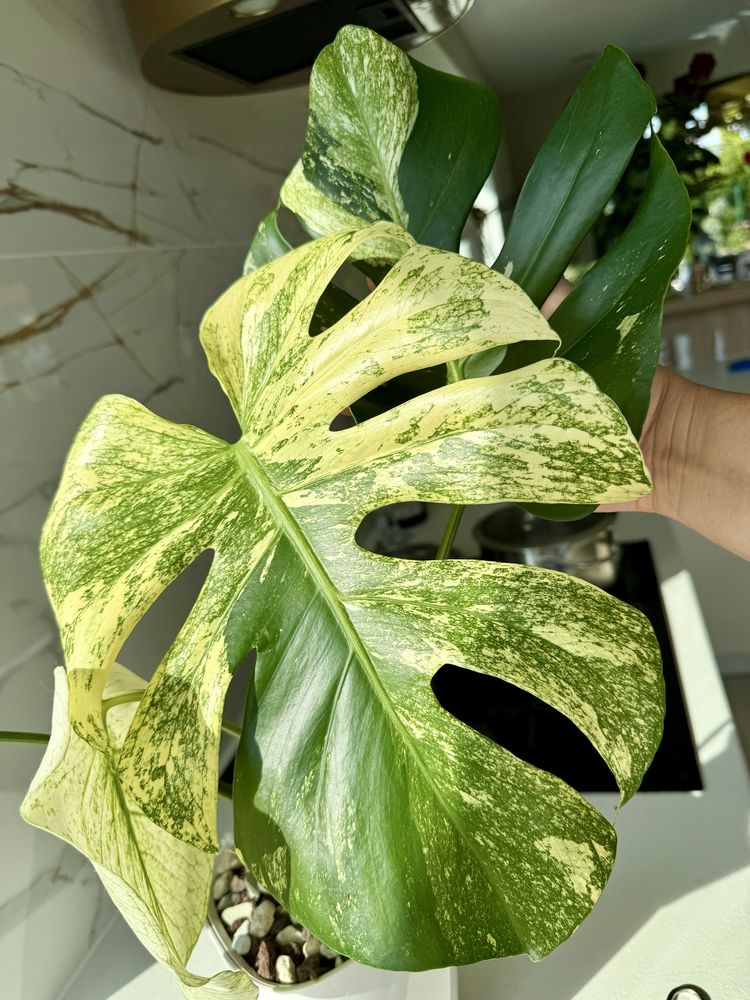 Monstera  Mint szczyt 3 liscie