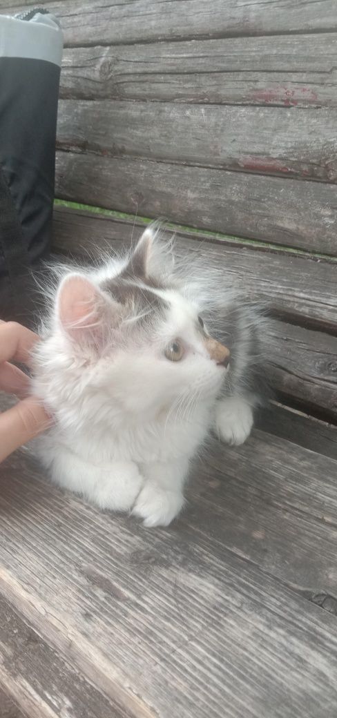 СРОЧНО отдам котенок даром. Кошка бесплатно. Кошечка. Котята.