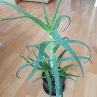 Aloes, paprotka miniaturka, kwiaty domowe