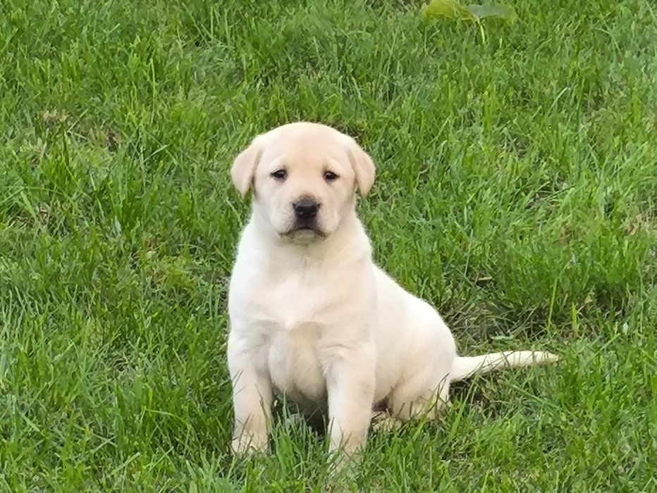 Sprzedam  labradora pieska