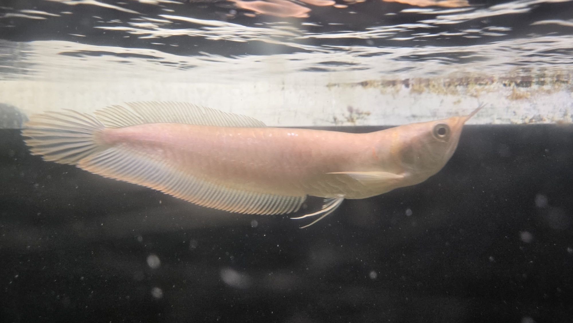 Arowana albina c/defeito