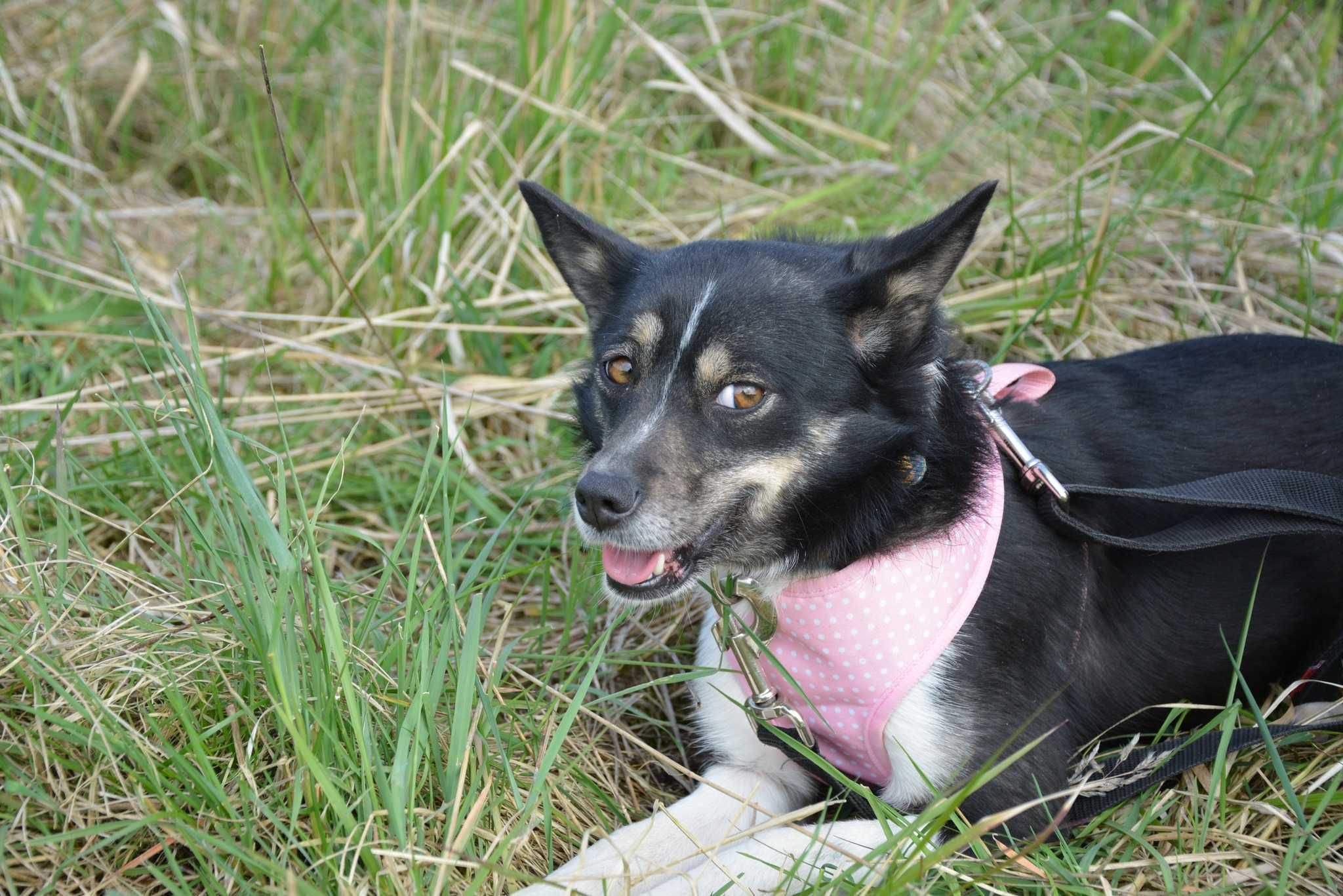 mały słodziak Milka szuka spokojnej rodziny ADOPCJA