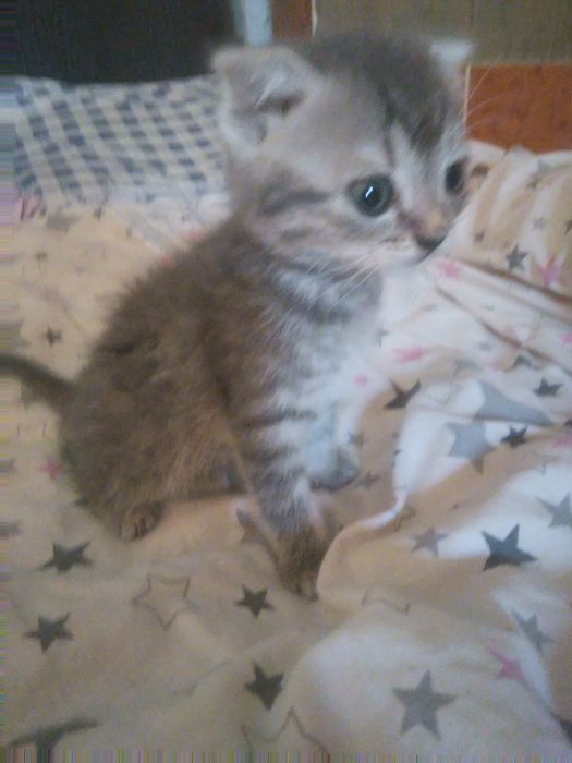 Котята 2місяці.  Весловухих