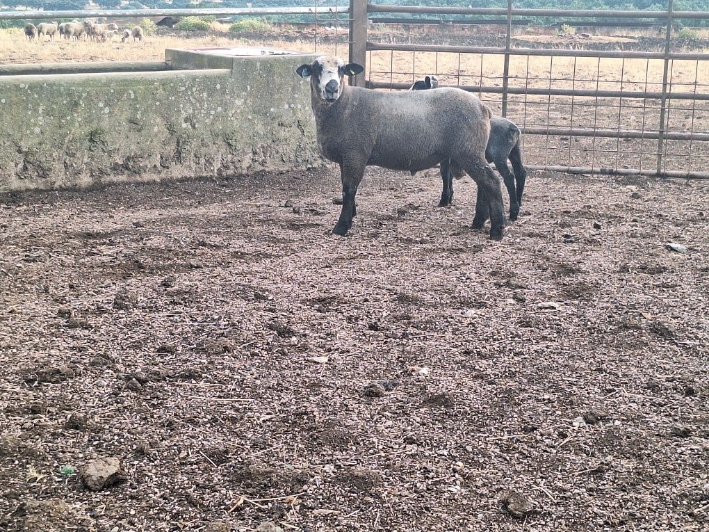 Malato 9 meses p3 PURO
