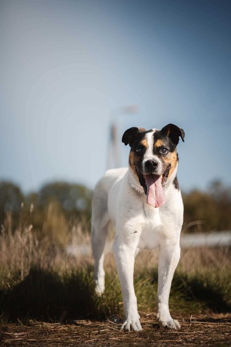Adwent- duży wesoły przytulak w typie boksera ADOPCJA