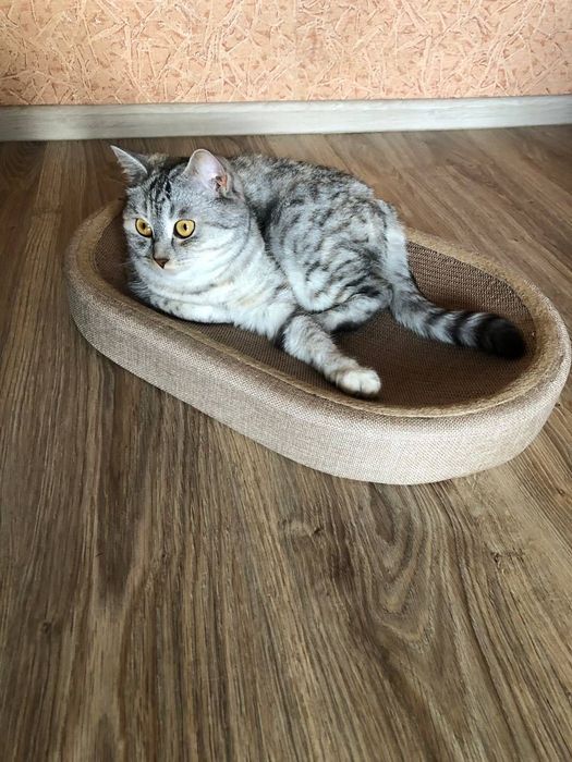 Когтеточка-лежанка 2-в-1 для котів – зручна з м'ячиком