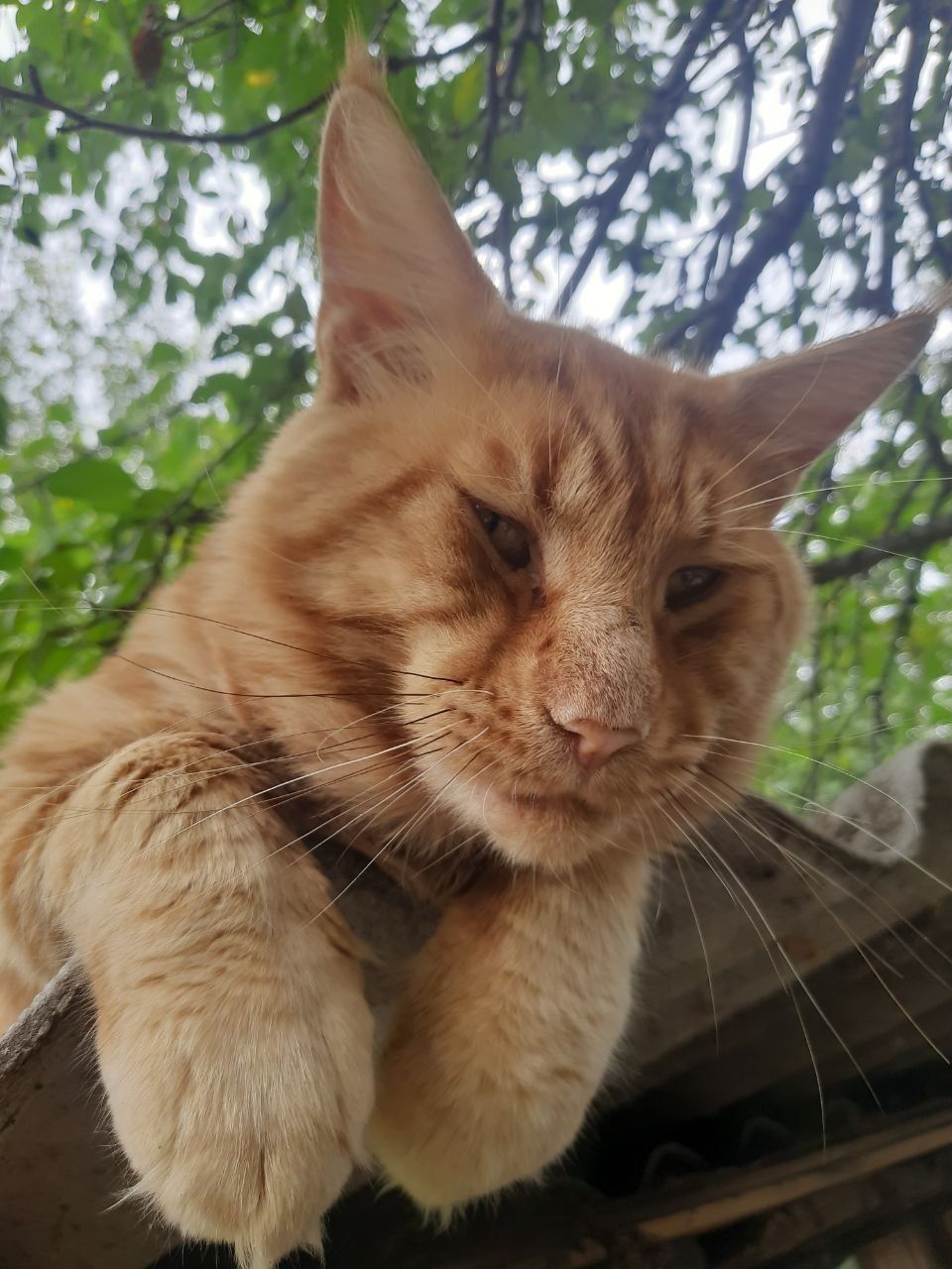 Продам самця Майкуна