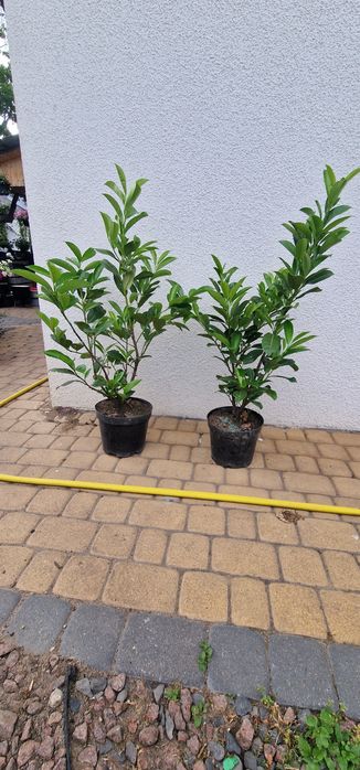 Laurowiśnia 50-140cm