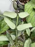 Hoya Pandurata Silver