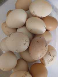 Домашні яйця гарних курей