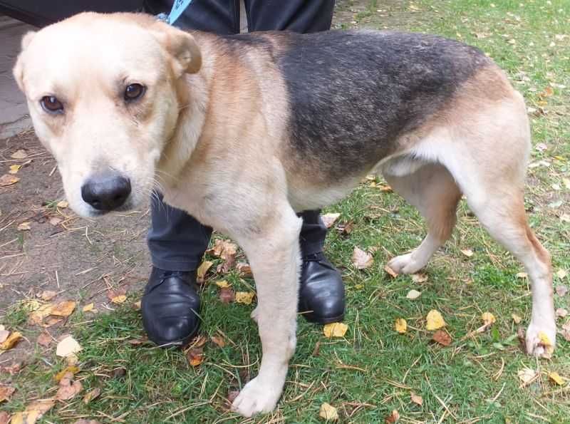 PATAJ dorosły pies ,średni beżowy z szarym, miły do adopcji