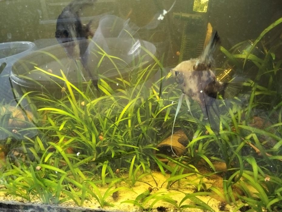 Plantas para aquário