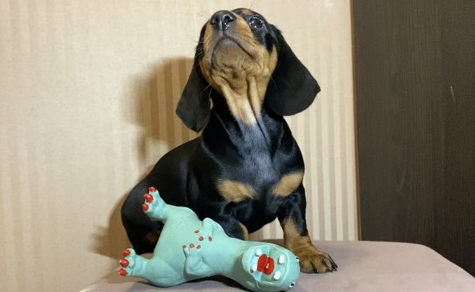 Чистокровна такса, чорна рижа руда