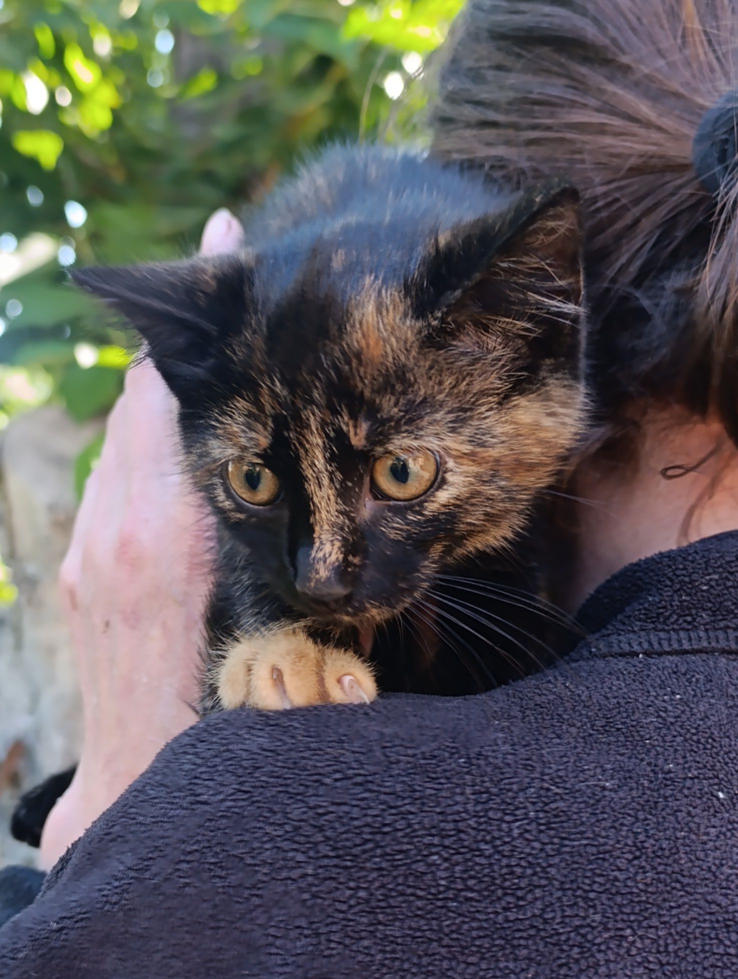 Віддам в добрі руки кошеня