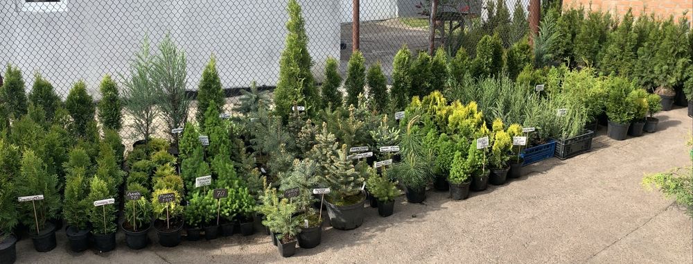 Туя Смарагд 25 см - 2 м; ялівець Блу Ерроу 35 см- 1 м; ялинки; ялівці