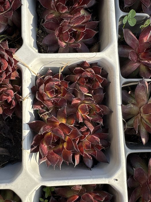 Rojnik murowy 'Red' Sempervivum tectorum albo trawa red balon