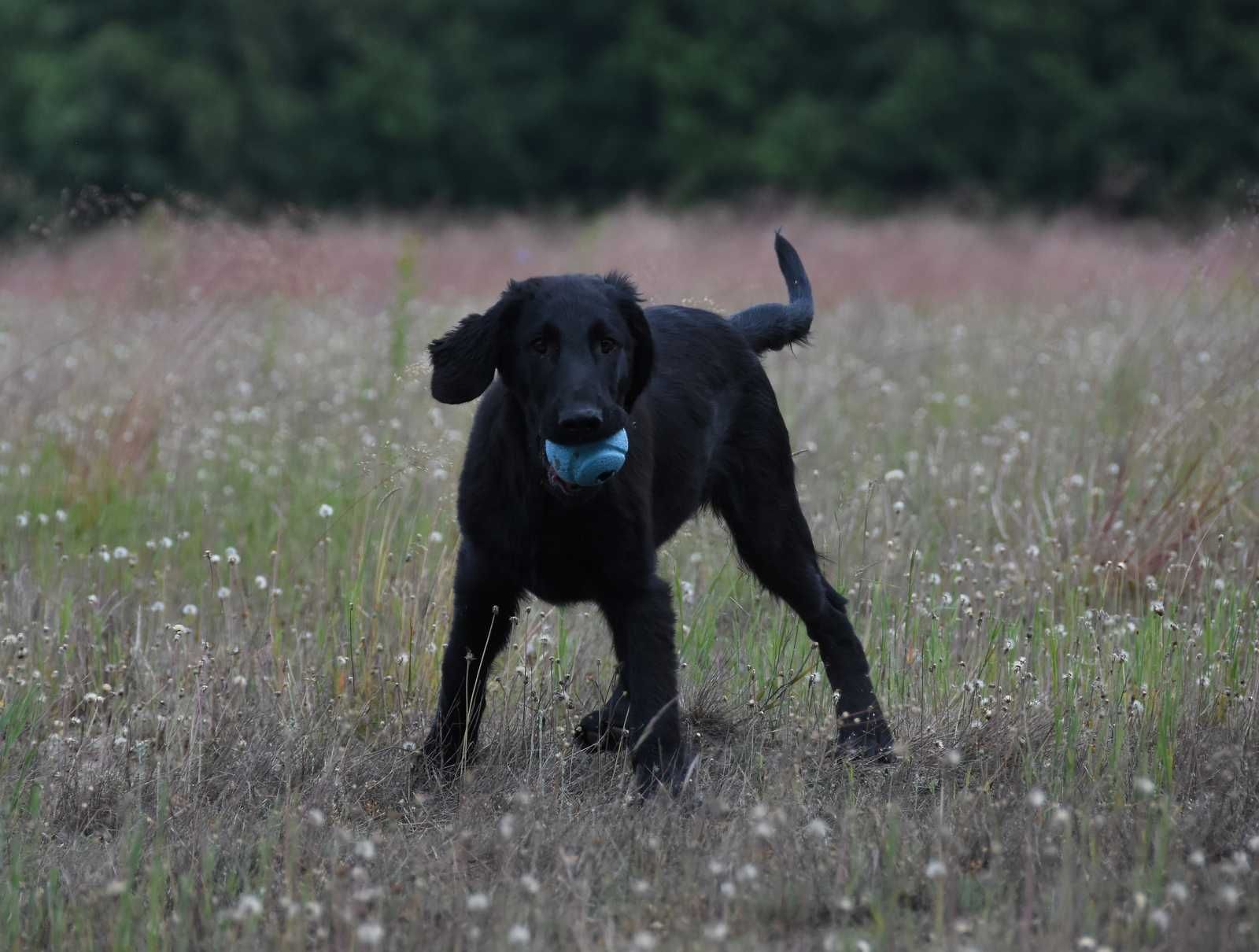 FLAT COATED RETRIEVER - cudny, czarny chłopczyk gotowy od odbioru