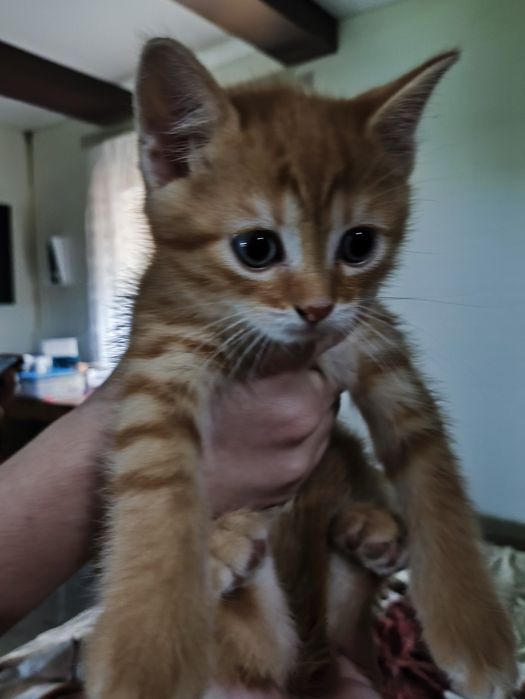 Продам шотландських кошенят.