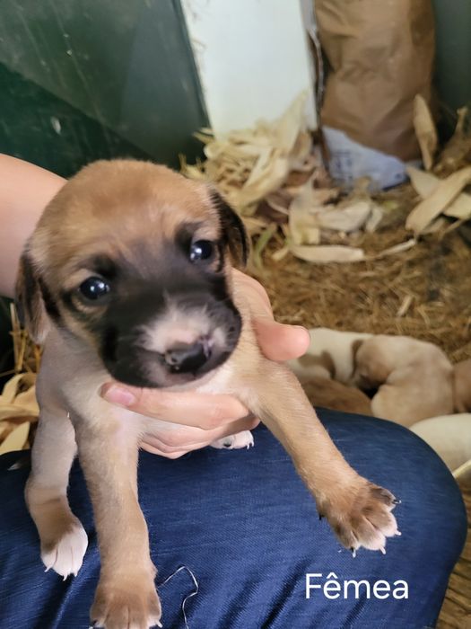 Cães bebé para adopção