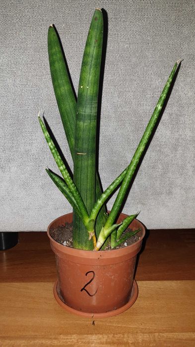 Sansewieria cylindryczna, gruba nr 2