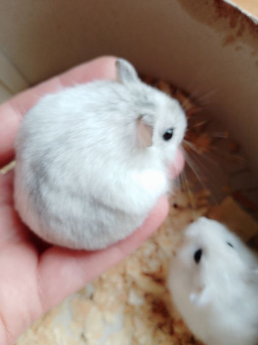 Джунгарские хомячки