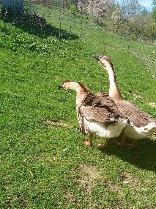 Garbonosy gęsi sprzedam