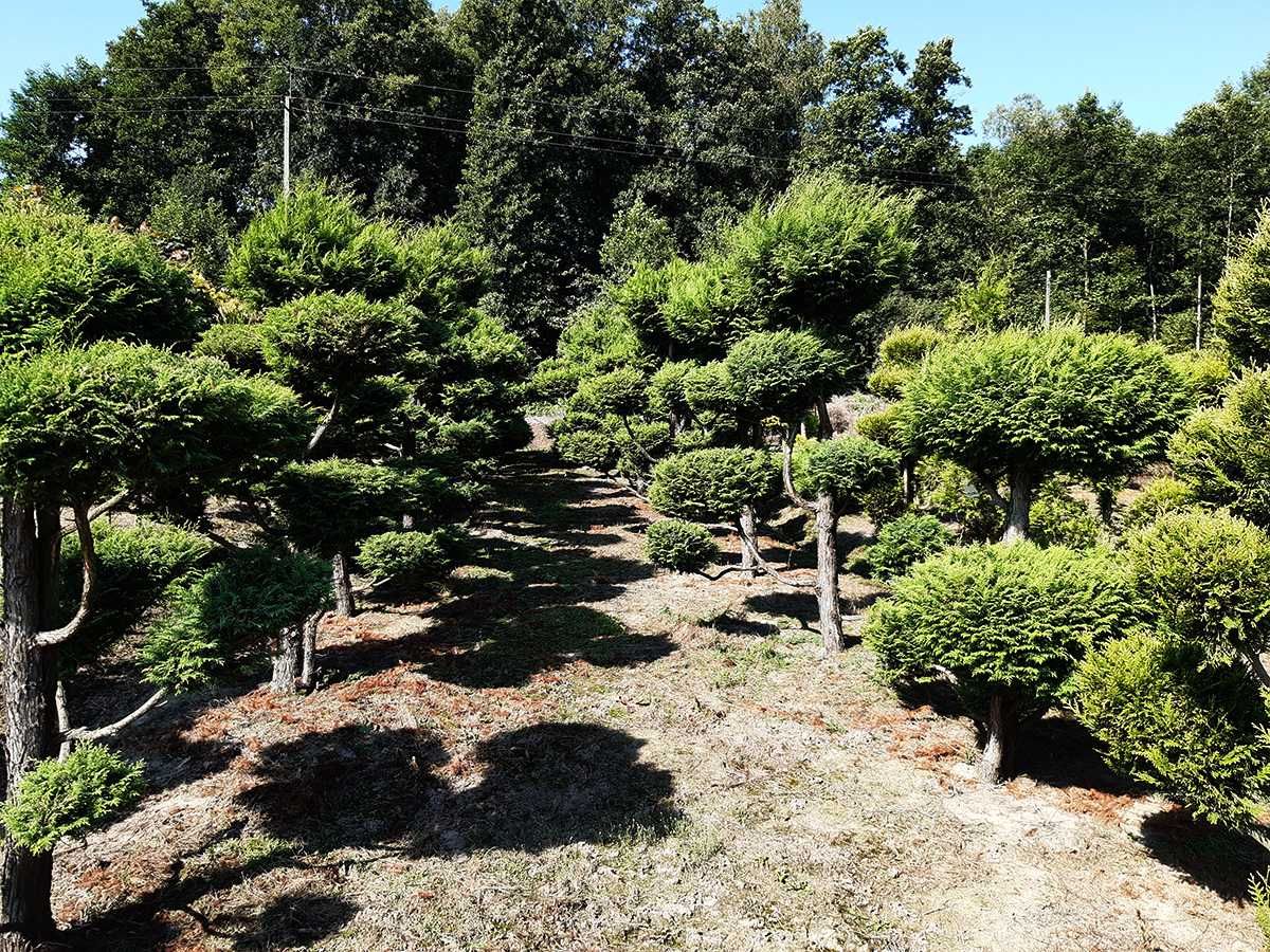 Drzewa i krzewy ozdobne formowane, bonsai, DUŻE OKAZY