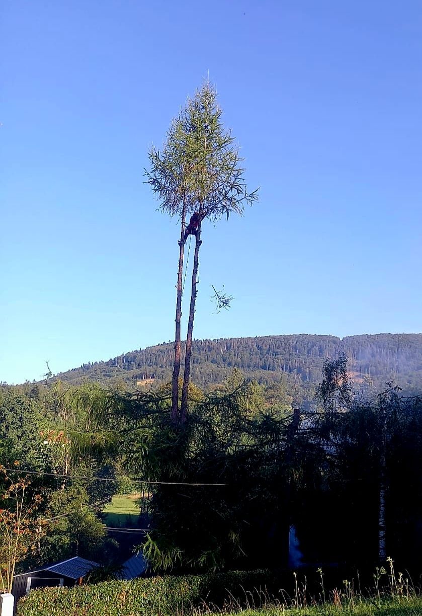 Alpinistyczna wycinka i pielęgnacja drzew, cały rok. Mielenie gałęzi.