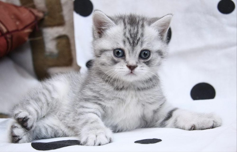 Kotki Brytyjski kocicy