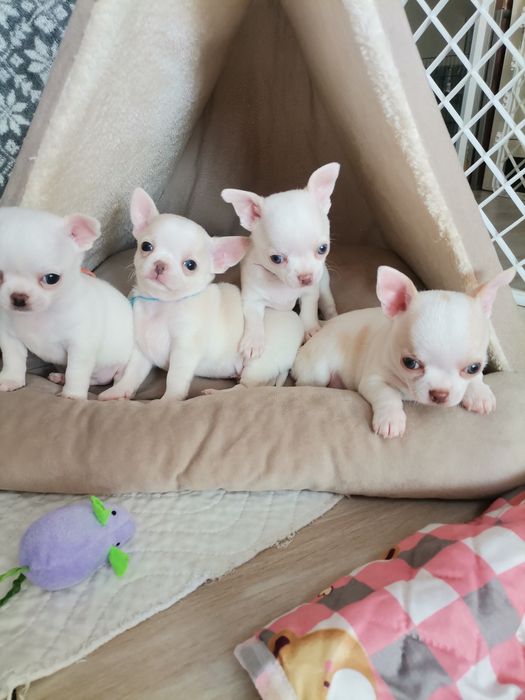 Chihuahua krótkowłosy