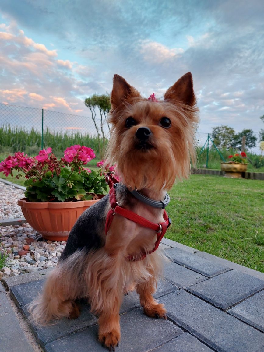 Yorkshire terrier - SUCZKI