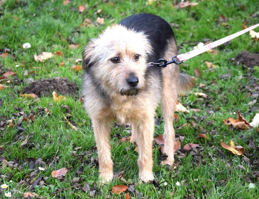 Cudna, przekochana, delikatna, porzucona, młoda sunia szuka domu