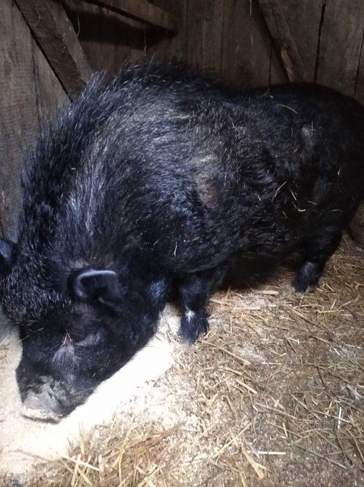 Вьетнамский кабанчик