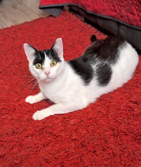 Dora cudowna kotka szuka swojego domu